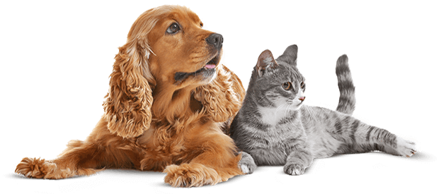 Pet Grooming Care